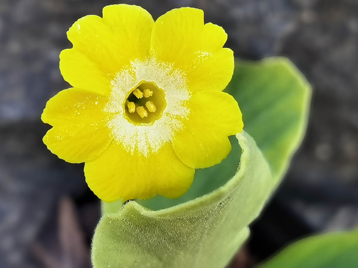 Primula x pubescens in bloom in a cultivated environment among stone blocks